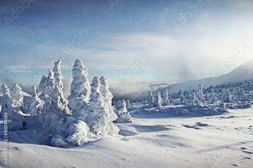 Snow covered spruce trees in the early winter morning in Karkonosze Mountains