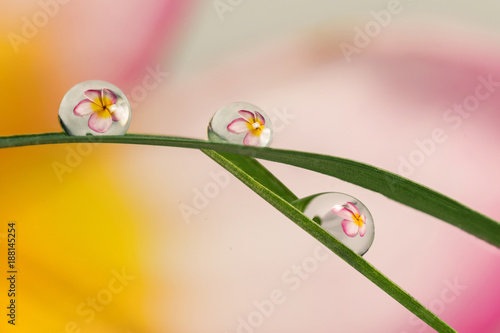 Refractive flowers in water drops