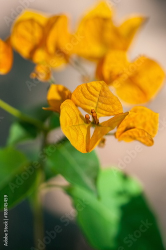 Bougainvillea flower