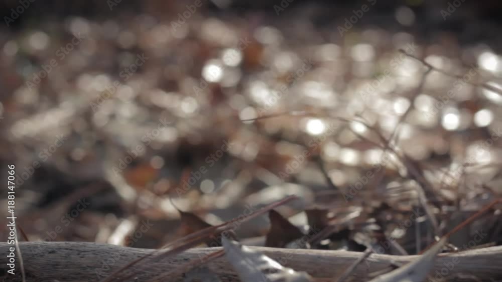 Close up of leaves in the woods. Slider Shot Close up of leaves in the woods. Slider Shot