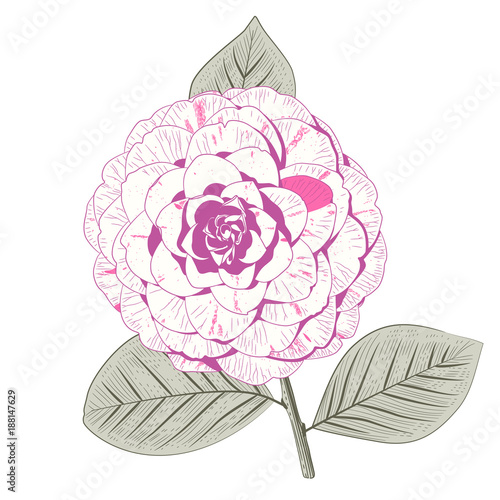 Pale pink camellia formal double form flower