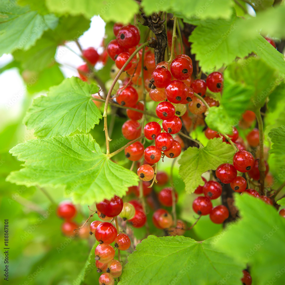 Juicy red currant berries on a branch with green leaves Juicy red currant berries on a branch with green leaves