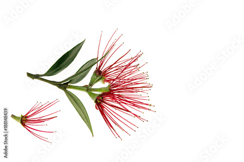 Fototapeta Naklejka Na Ścianę i Meble -  Pohutukawa tree flowers isolated on white background with copy space
