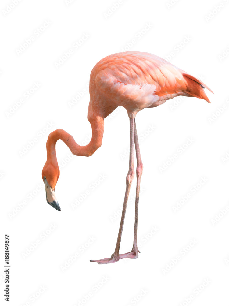 Naklejka premium ptak flamingo na białym tle