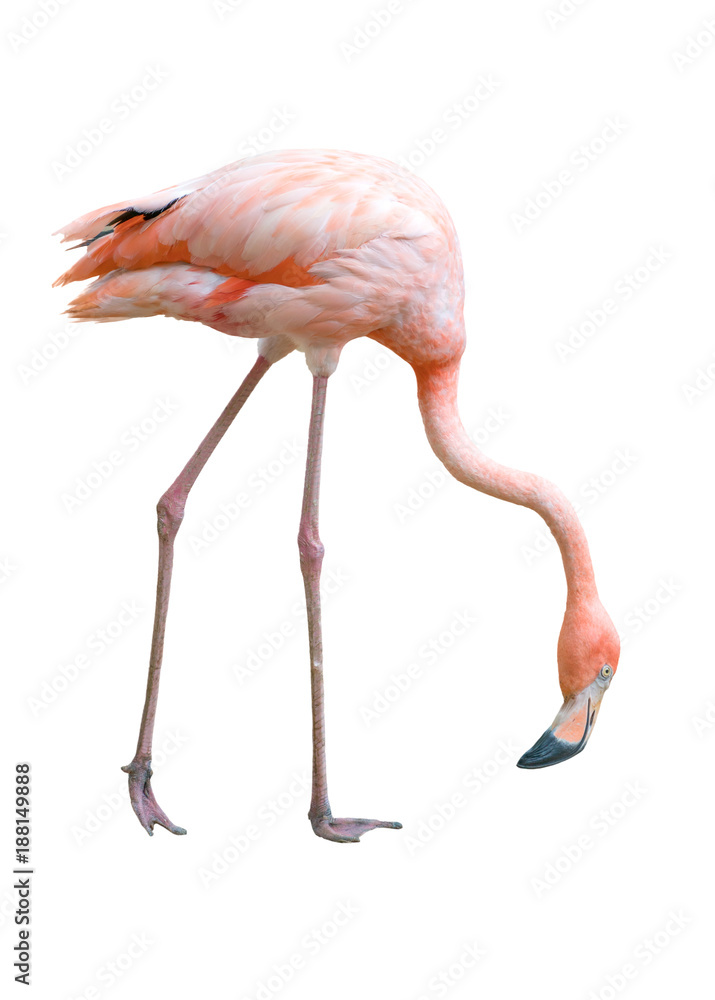 Naklejka premium ptak flamingo na białym tle