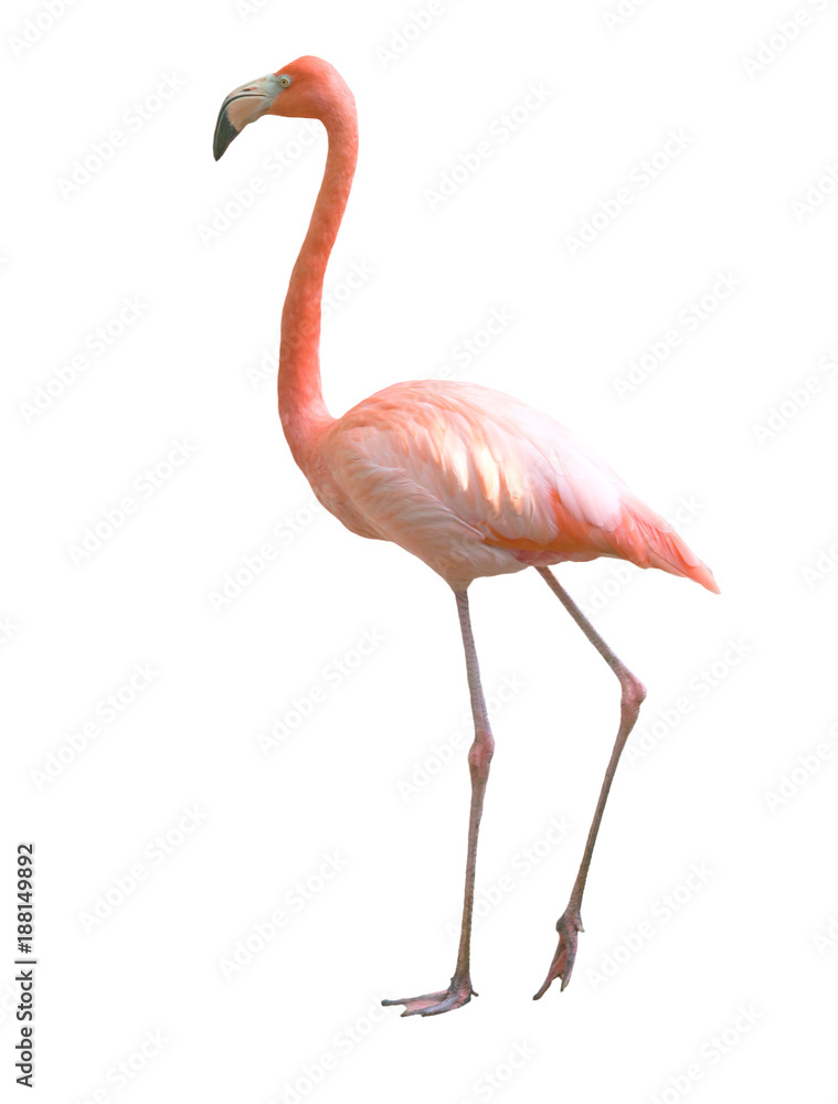 Naklejka premium flamingo ptak na białym tle