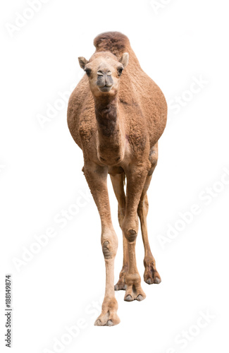 Arabian camel isolated on white background
