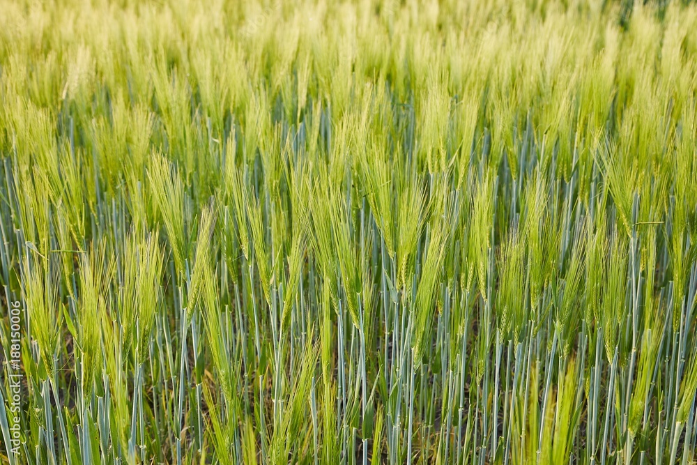 Wheat field closeup Wheat field closeup