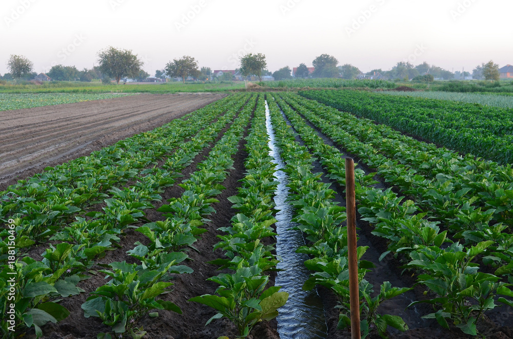 watering of agricultural crops, countryside, natural watering
