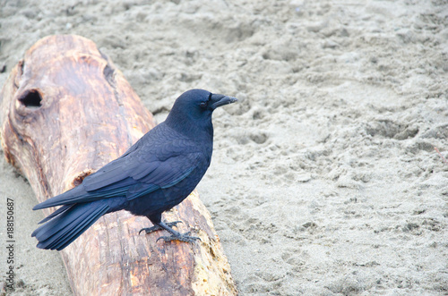 Crow sitting on a log at the beach