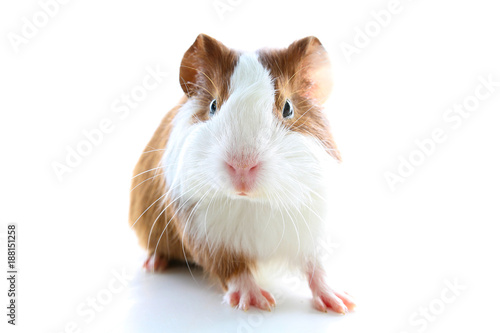 Guinea pig on studio white background. Isolated white pet photo. Sheltie peruvian pigs with symmetric pattern. Domestic guinea pig Cavia porcellus or cavy,