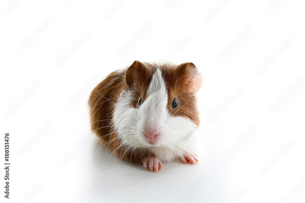 Dutch guinea pig on studio white background. Isolated white pet photo. Sheltie peruvian pigs with symmetric pattern. Domestic guinea pig Cavia porcellus or cavy, is a species of rodent belonging to Dutch guinea pig on studio white background. Isolated white pet photo. Sheltie peruvian pigs with symmetric pattern. Domestic guinea pig Cavia porcellus or cavy, is a species of rodent belonging to