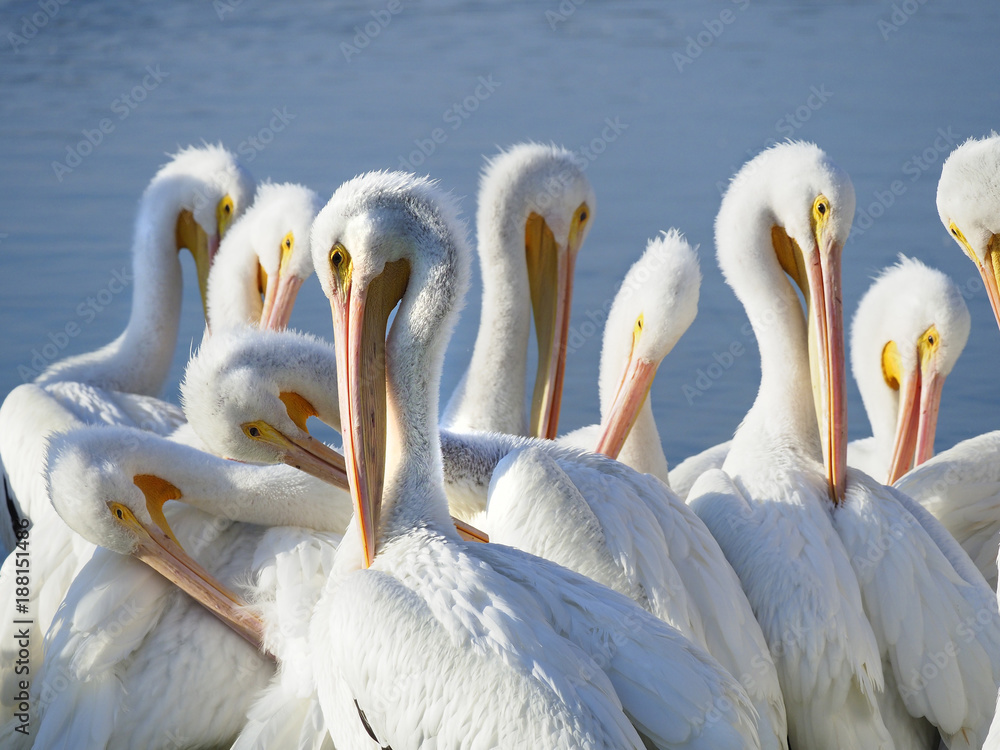 Group of American White Pelicans Preening Group of American White Pelicans Preening