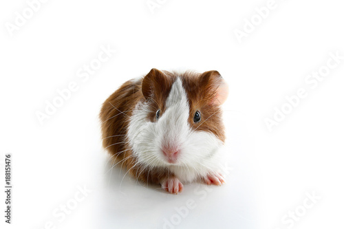 Dutch guinea pig on studio white background. Isolated white pet photo. Sheltie peruvian pigs with symmetric pattern. Domestic guinea pig Cavia porcellus or cavy, is a species of rodent belonging to