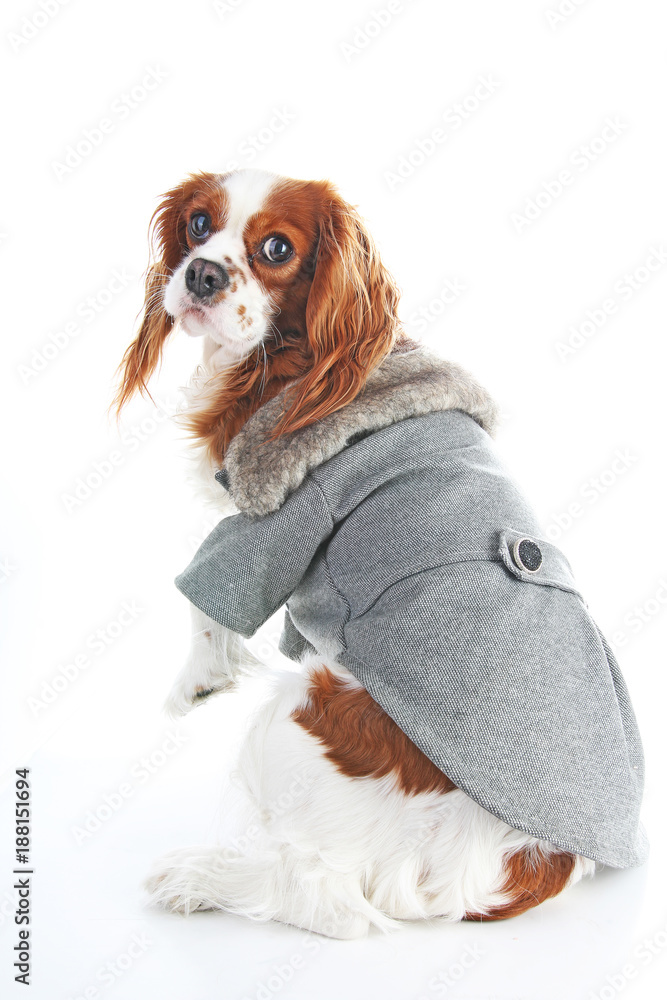 Dog coat. Puppy wearing winter coat. Dog Coat Jacket Pet Supplies Clothes Winter Apparel Clothing Puppy Costume. Elegant dog coat on isolated white studio photo. Cute.