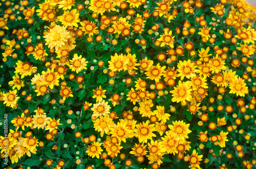beautiful yellow chrysanthemum, texture of flowers wallpaper
