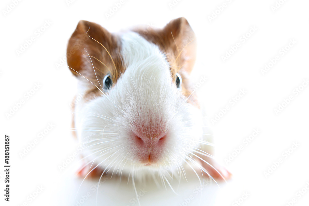 guinea pig on studio white background. Isolated white pet photo. Sheltie peruvian pigs with symmetric pattern. Domestic guinea pig Cavia porcellus or cavy