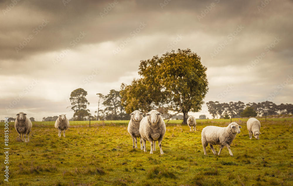 Fototapeta premium Australian countryside rural autumn landscape. Group of sheep grazing in paddock at farm