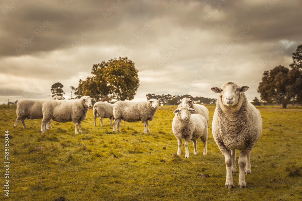 Obraz premium Australijska wieś wiejski krajobraz jesień. Grupa owiec wypasanych na wybiegu w gospodarstwie