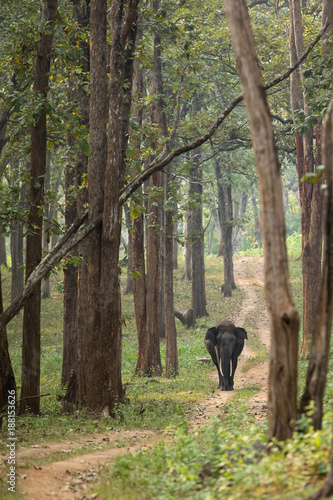 A Male Asiatic Elephant Tusker from Nagarhole National Park Karnataka India