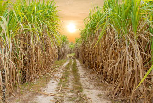 Sugar cane field with sunrise or sunset background