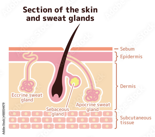 Section of the skin and sweat glands. vector illustration (English).