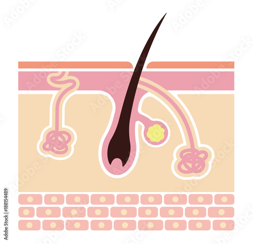 Section of the skin and sweat glands. vector illustration (No text). 