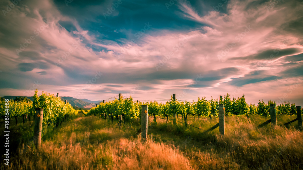 new zealand vineyard near Blenheim under dramatic sky - obrazy, fototapety, plakaty 