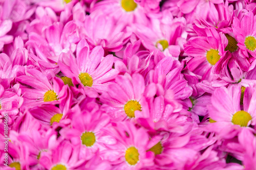 Pink flower background