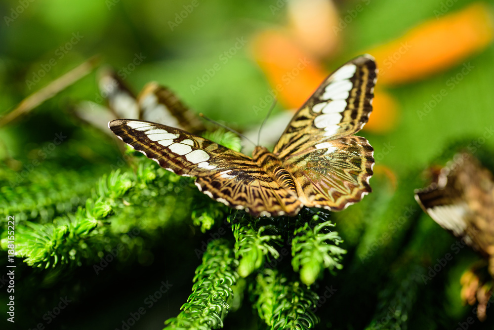 Beautiful butterfly on a Norwegian pine tree. Beautiful butterfly on a Norwegian pine tree.