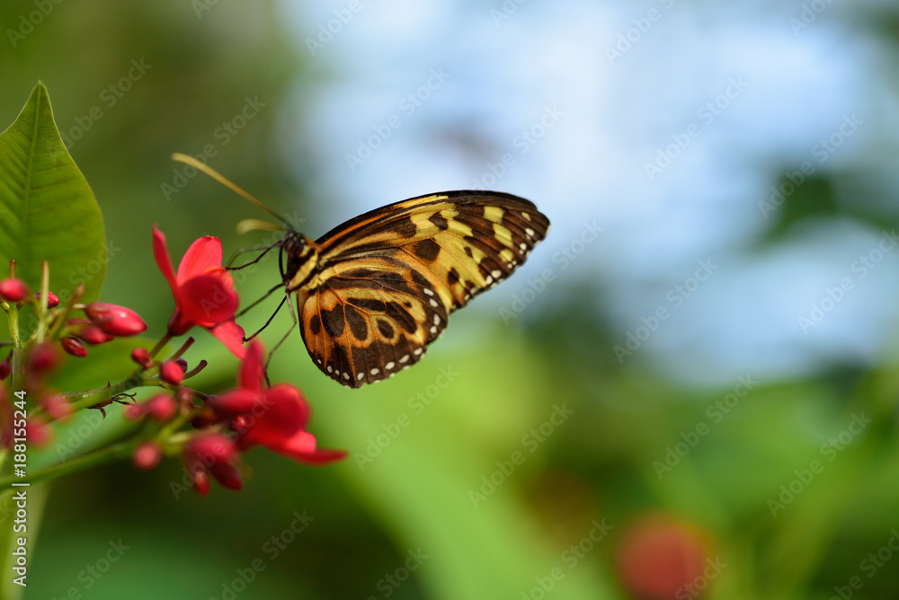 Obraz premium Butterfly on flower