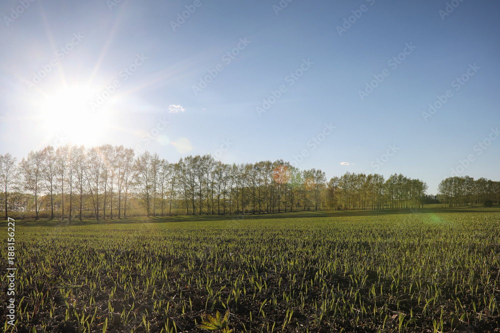 Obraz premium Landscape is summer. Green trees and grass in a countryside land