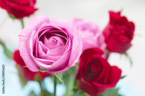 Pink Rose with red rose background petals for valentines day.