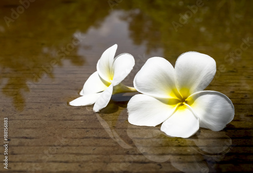 Fototapeta Naklejka Na Ścianę i Meble -  Two flowers placed on the water. Of cement floor