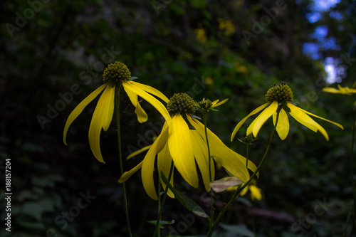 yellow flowers