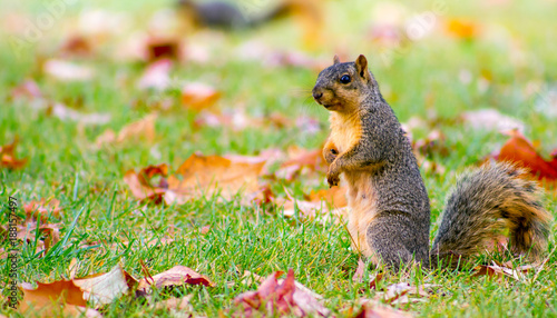cute squirrel