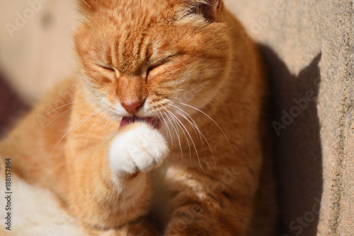 可愛い猫 © okinawaphoto64
