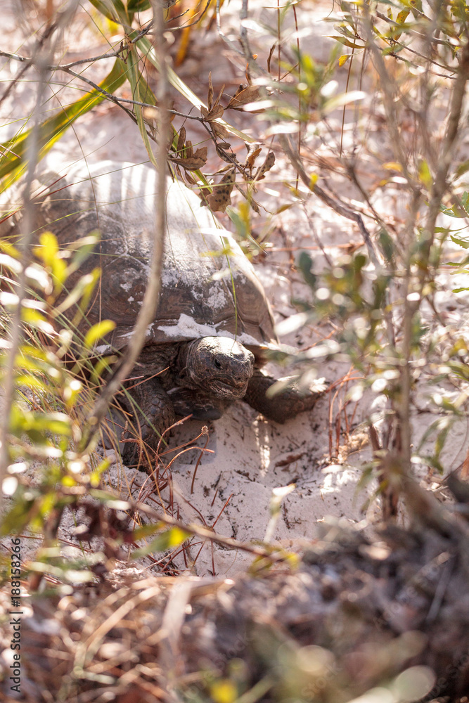 Naklejka premium Gopher tortoise Gopherus polyphemus