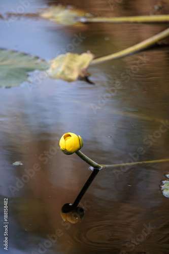 Yellow Pond Lily Spatterdock Nuphar lutea photo