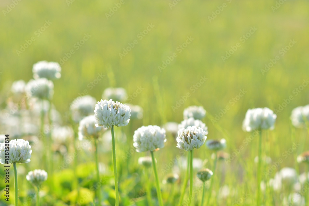 クローバーの花
クローバーの花