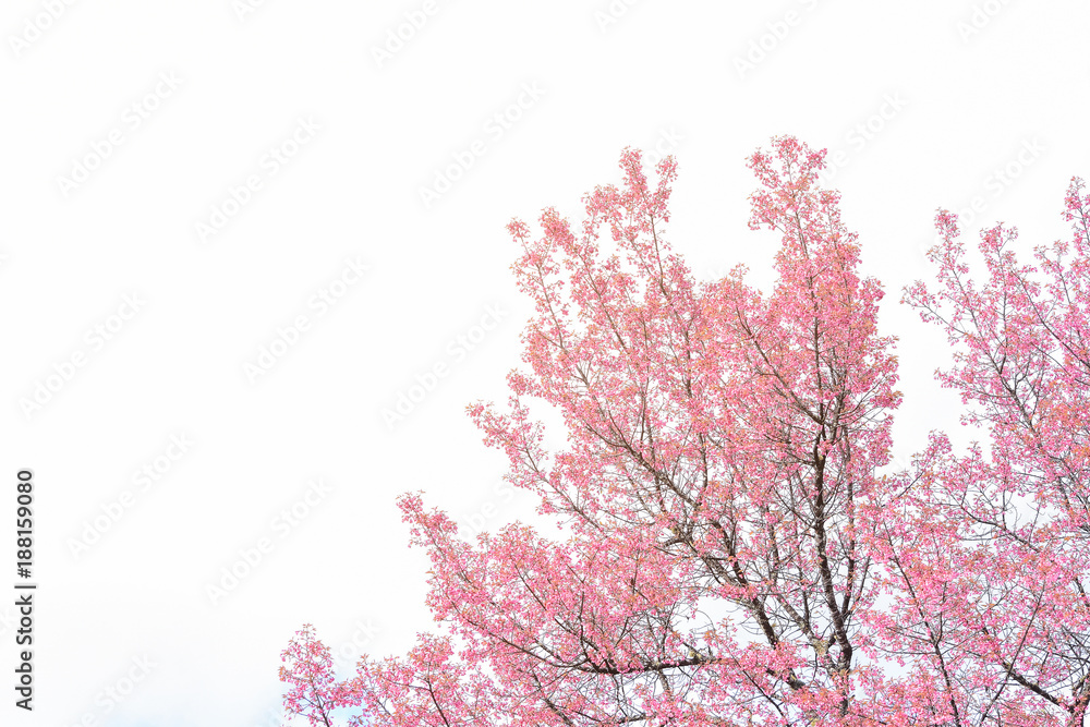 Pink blossoms on the branch during spring blooming at Doi Ang Khang. Branch with pink sakura blossoms, Chiang Mai, Thailand. Blooming cherry tree branches against a cloudy blue sky Himalayan blossom Pink blossoms on the branch during spring blooming at Doi Ang Khang. Branch with pink sakura blossoms, Chiang Mai, Thailand. Blooming cherry tree branches against a cloudy blue sky Himalayan blossom