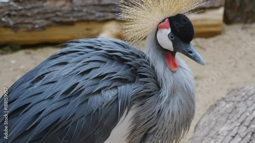 Beautiful bird, Grey Crowned Crane with blue eye and red wattle photo