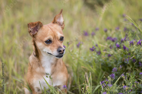 Dog in Meadow - 2