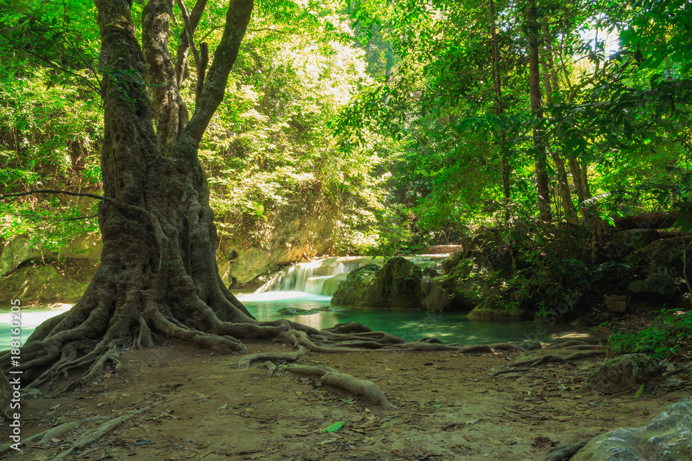 Green forest trees ,in nature with sunlight on leaf Green forest trees ,in nature with sunlight on leaf