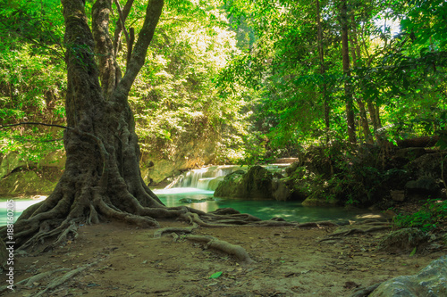 Green forest trees  in nature with sunlight on leaf