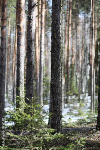 Pine forest in the beginning of spring under the snow. Forest un