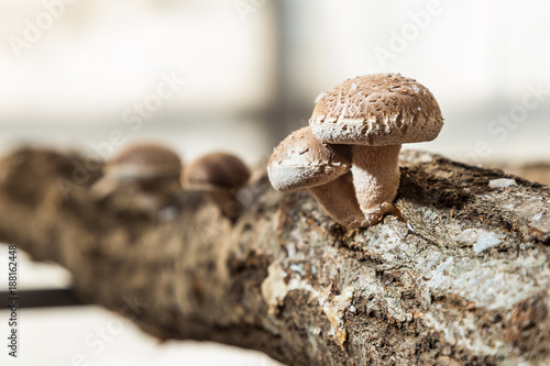 Shitake, Japanese mushroom, grown on cut wood by Japanese farmer