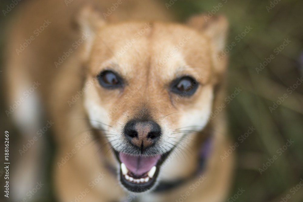Happy pup Happy pup