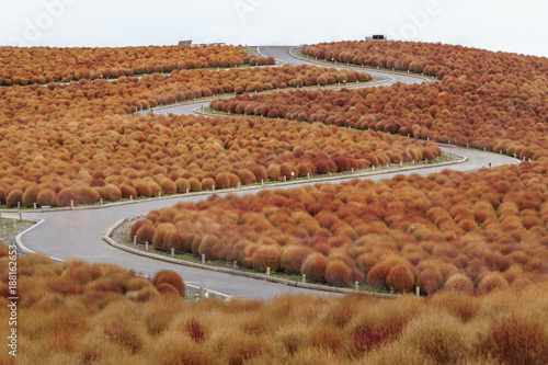 Beautiful kochias hill with Uphill ridge in autumn season at Hitachi seaside park, Ibaraki prefecture, Japan photo