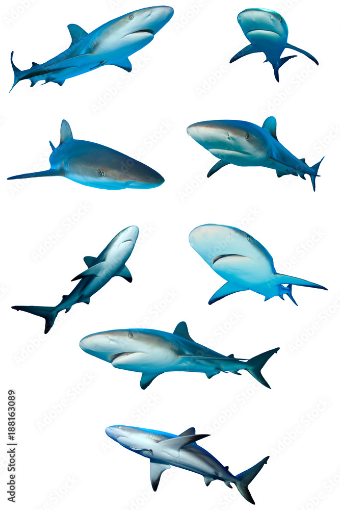Obraz premium Sharks isolated. Caribbean Reef Sharks on white background
